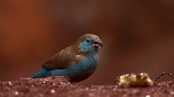 A Jewel of Uganda's Birdlife - Image 3