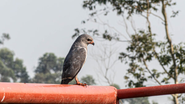 A Jewel of Uganda's Birdlife - Image 4