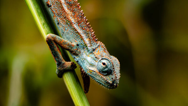 Rwenzori Three-Horned Chameleon - Image 6