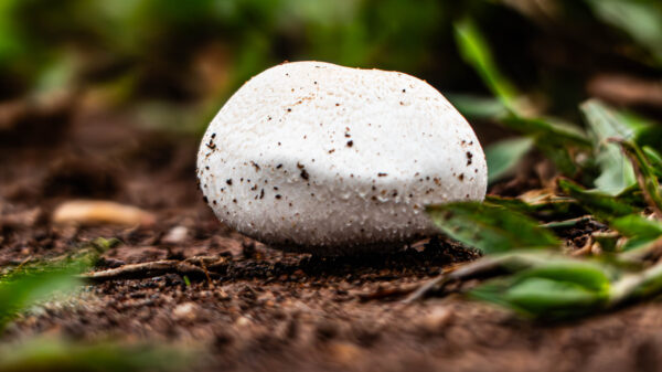 Macro Mushrooms