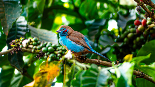 A Jewel of Uganda's Birdlife