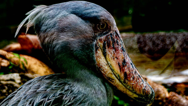 The Majestic Shoebill of Uganda