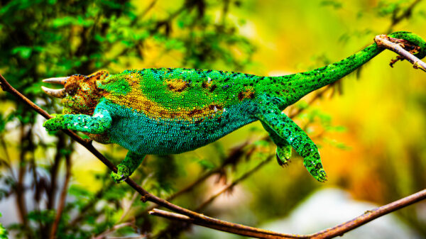 Rwenzori Three-Horned Chameleon - Image 2