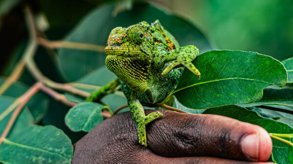 Rwenzori Three-Horned Chameleon - Image 3