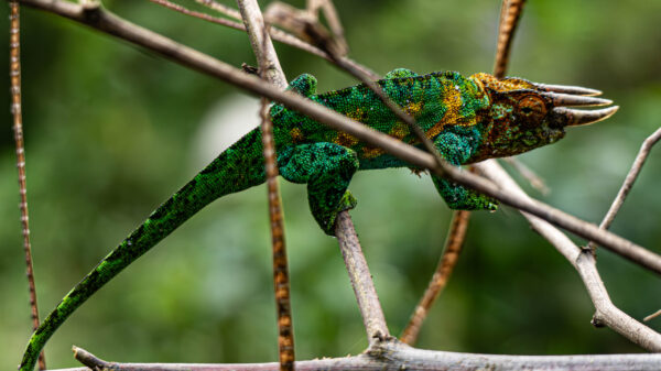 Rwenzori Three-Horned Chameleon - Image 5