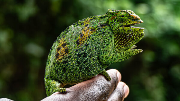 Rwenzori Three-Horned Chameleon - Image 4