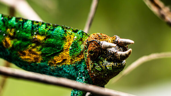 Rwenzori Three-Horned Chameleon