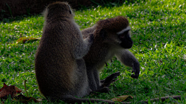 Vervet Monkey - Image 2