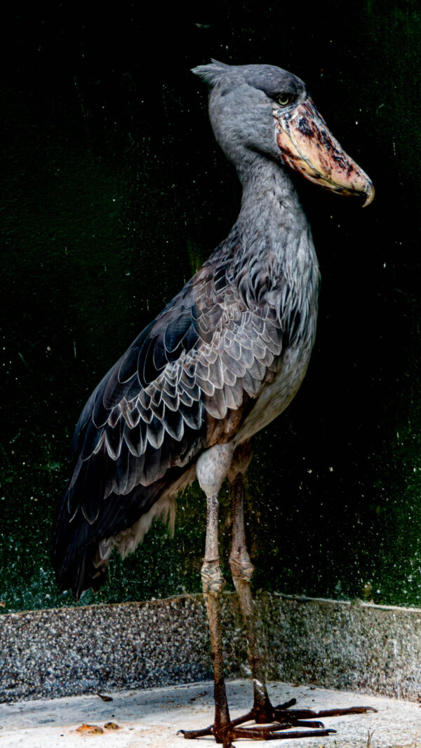 The Majestic Shoebill of Uganda - Image 4