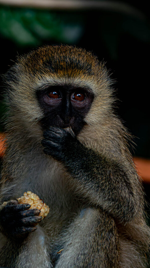 Vervet Monkey - Image 3