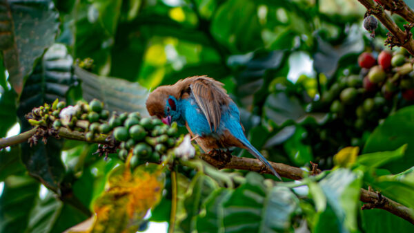 A Jewel of Uganda's Birdlife - Image 6