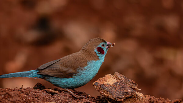 A Jewel of Uganda's Birdlife - Image 8