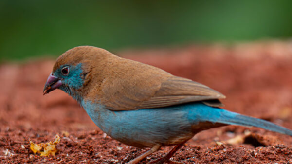 A Jewel of Uganda's Birdlife - Image 10