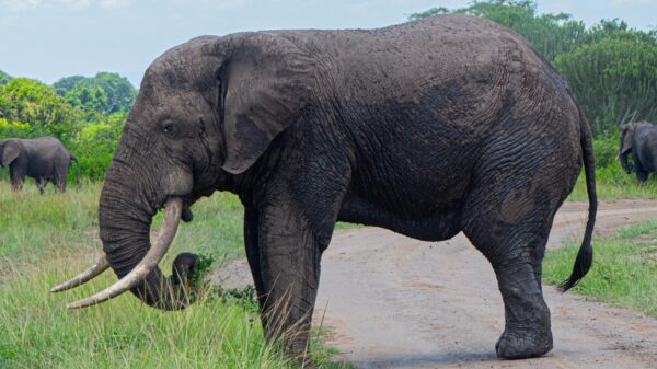 Uganda’s Majestic Elephants - Image 2