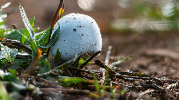 Macro Mushrooms - Image 3