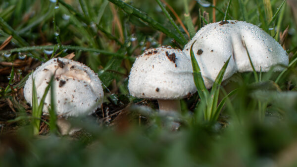 Macro Mushrooms - Image 2