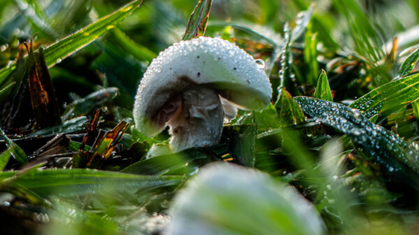 Macro Mushrooms - Image 4