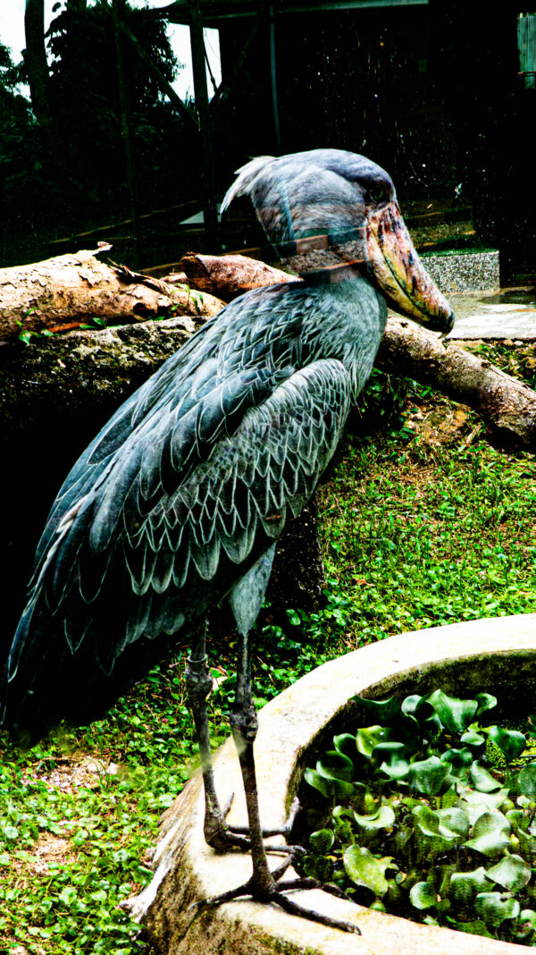 The Majestic Shoebill of Uganda - Image 2