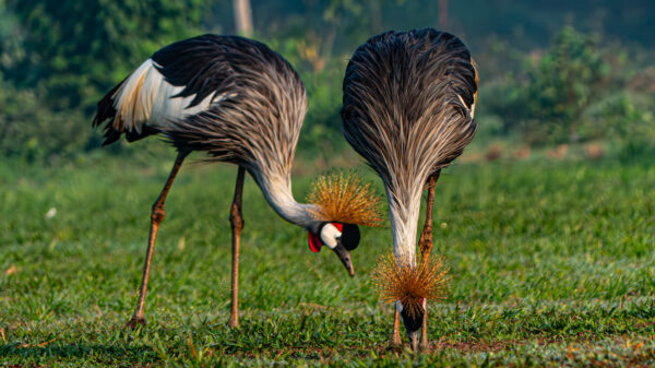 Uganda Cranes