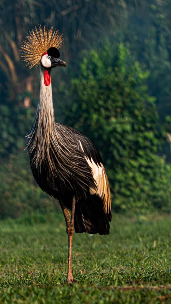 Uganda Cranes - Image 3