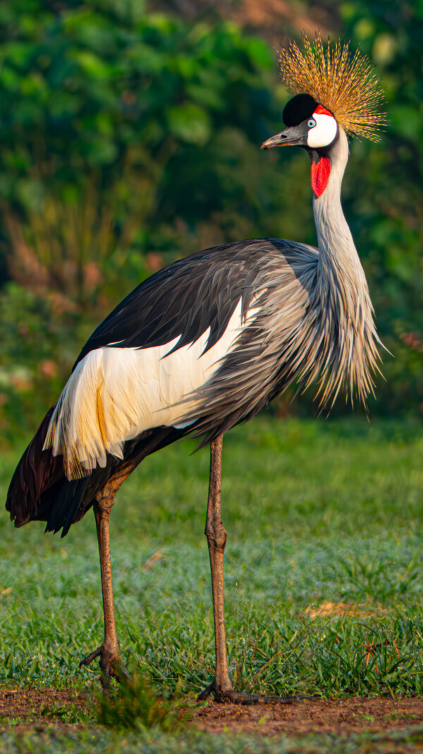 Uganda Cranes - Image 4