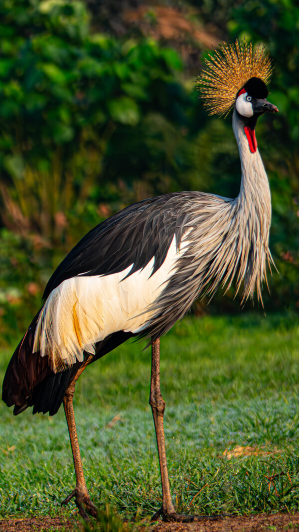 Uganda Cranes - Image 5