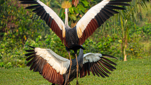 Uganda Cranes - Image 6