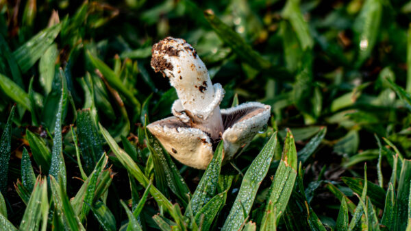 Macro Mushrooms - Image 5