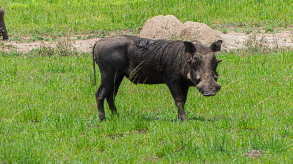 Uganda’s Playful Warthogs - Image 2