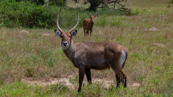 Graceful Ugandan Waterbuck