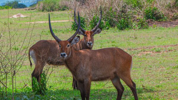 Graceful Ugandan Waterbuck - Image 2