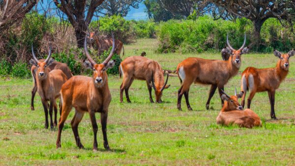 Graceful Ugandan Waterbuck - Image 3