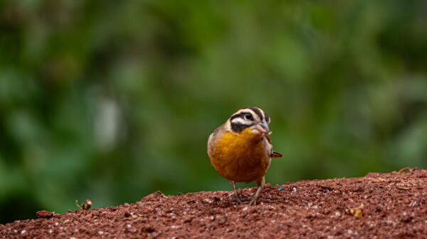 A Jewel of Uganda's Birdlife - Image 11