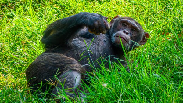 The Majestic Ugandan Chimpanzee - Image 6