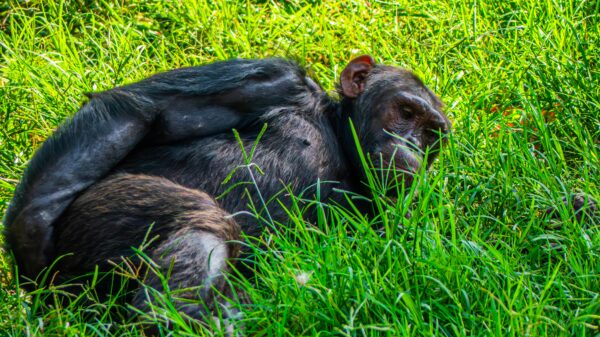 The Majestic Ugandan Chimpanzee - Image 5