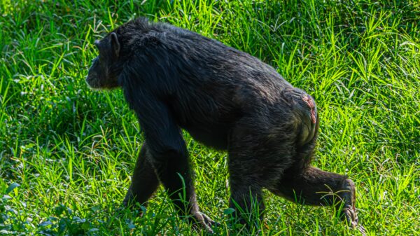 The Majestic Ugandan Chimpanzee - Image 4