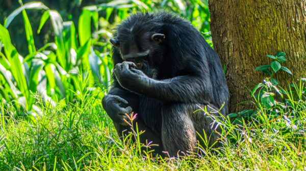 The Majestic Ugandan Chimpanzee - Image 3