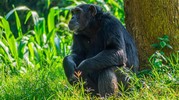 The Majestic Ugandan Chimpanzee