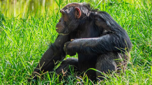 The Majestic Ugandan Chimpanzee - Image 2