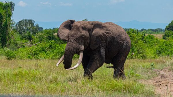 Uganda’s Majestic Elephants - Image 4