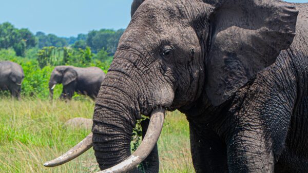 Uganda’s Majestic Elephants