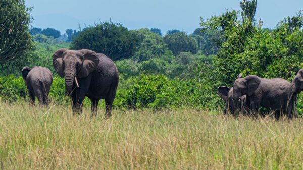 Uganda’s Majestic Elephants - Image 3