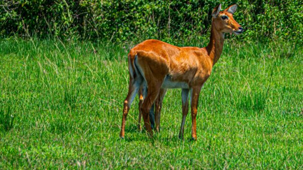 The Iconic Ugandan Kob - Image 8