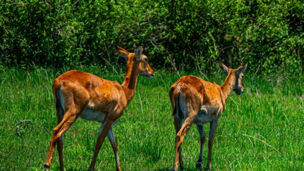 The Iconic Ugandan Kob - Image 9