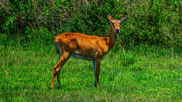 The Iconic Ugandan Kob - Image 7