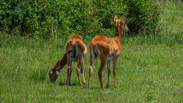 The Iconic Ugandan Kob - Image 6