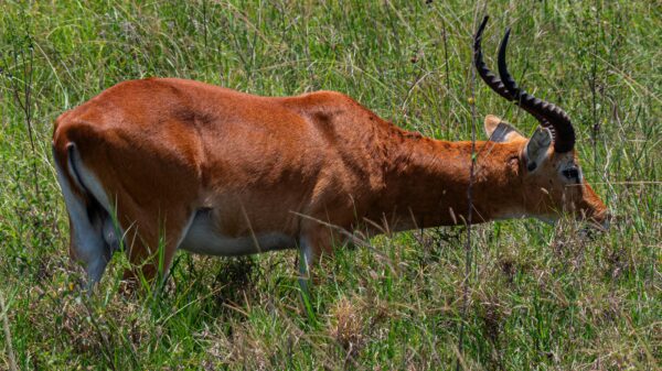 The Iconic Ugandan Kob - Image 5