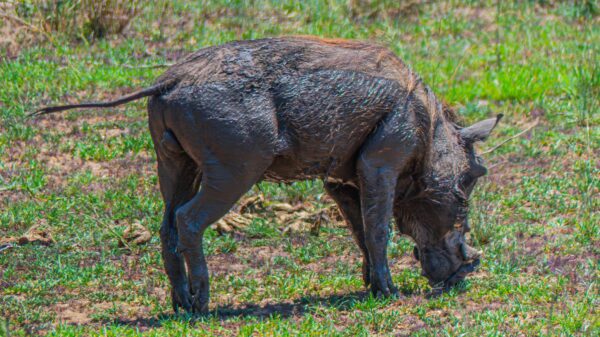 Uganda’s Playful Warthogs - Image 3