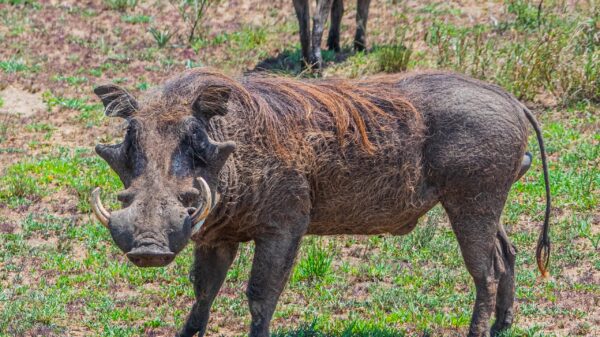 Uganda’s Playful Warthogs