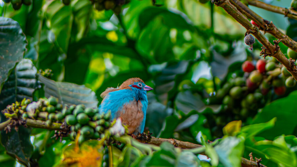 Blue bird